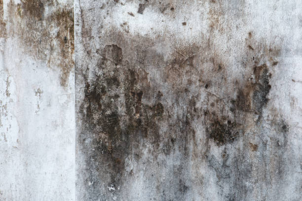 Best Airborne Mold Testing  in Brodheadsville, PA
