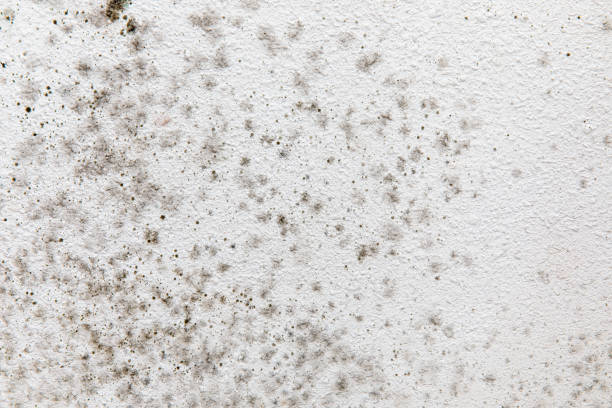 Professional Mold Removal in Brodheadsville, PA