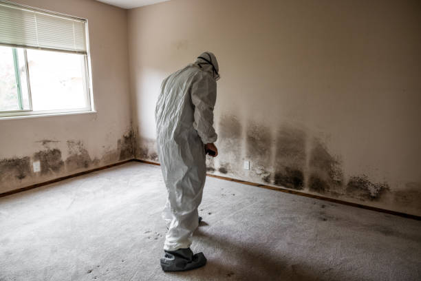 Best Asbestos and Lead Testing During Mold Inspection  in Brodheadsville, PA