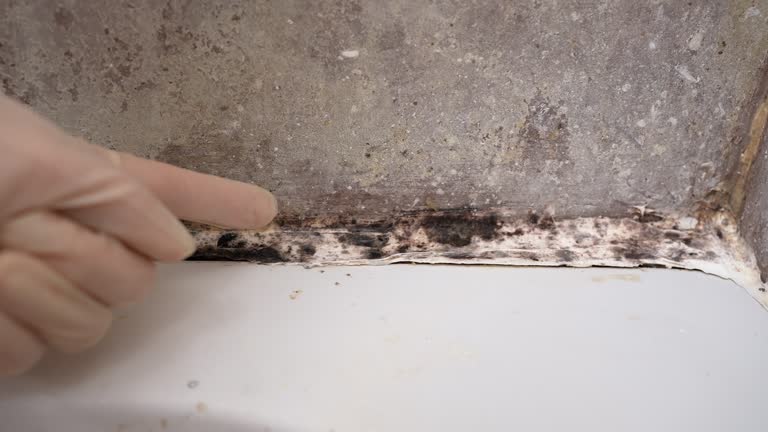 Best Environmental Consulting for Mold Prevention  in Brodheadsville, PA