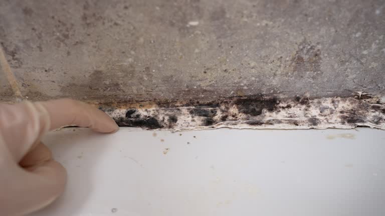 Best Residential Mold Inspection & Testing  in Brodheadsville, PA